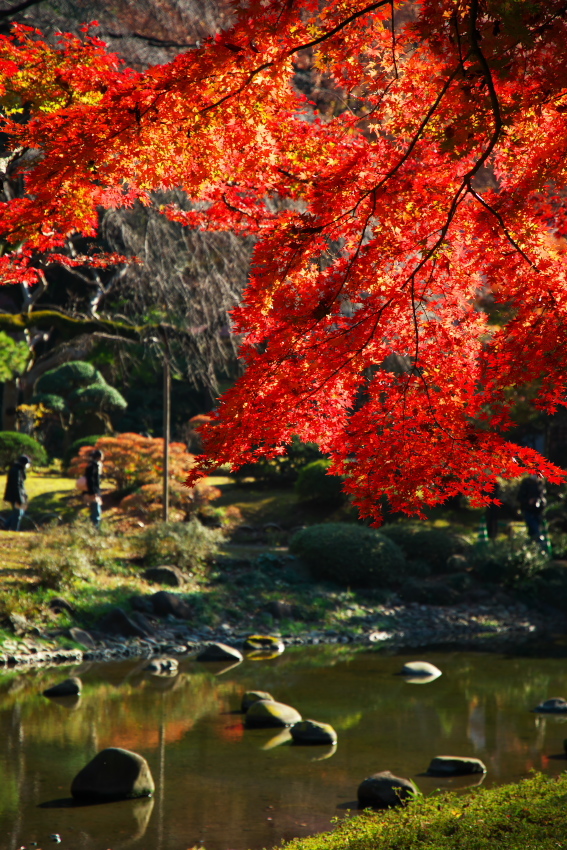 小石川後楽園の紅葉1_a0263109_10475915.jpg