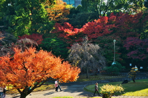 小石川後楽園の紅葉1_a0263109_10480274.jpg