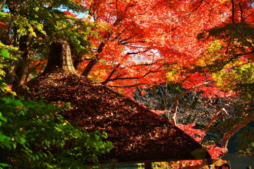 小石川後楽園の紅葉1_a0263109_10484334.jpg