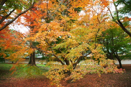 a0263109_11102372.jpg