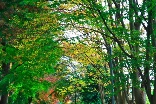 a0263109_11222098.jpg