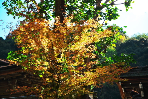 京都　南禅寺の紅葉_a0263109_13210974.jpg