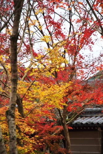 京都　永観堂の紅葉3_a0263109_13494041.jpg