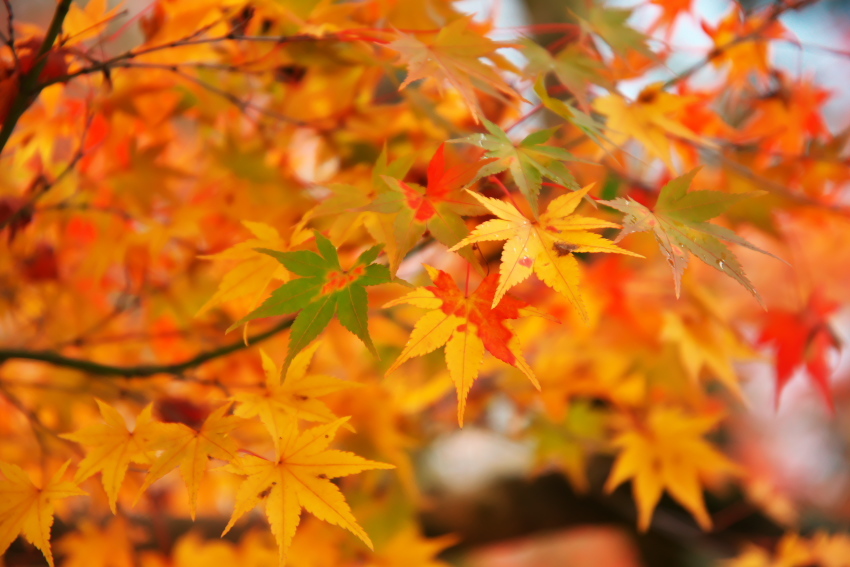 京都　永観堂の紅葉3_a0263109_13494130.jpg