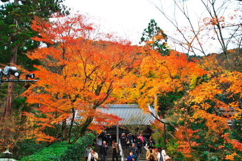 京都　永観堂の紅葉3_a0263109_13494241.jpg