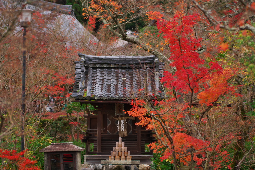 京都　永観堂の紅葉3_a0263109_13503391.jpg