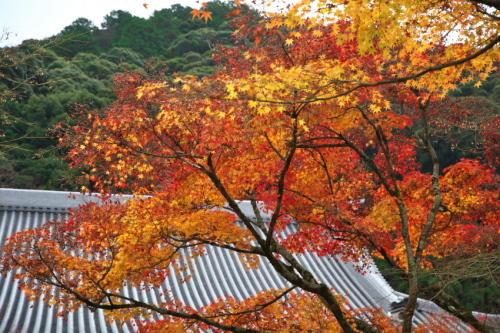 京都　永観堂の紅葉3_a0263109_13503418.jpg