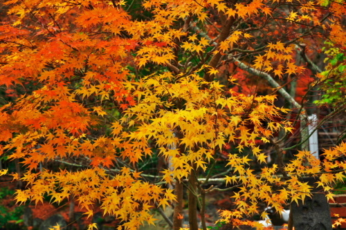 京都　永観堂の紅葉3_a0263109_13503503.jpg