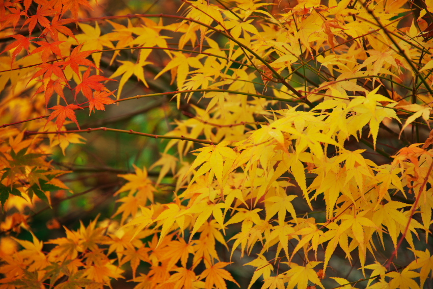 京都　永観堂の紅葉3_a0263109_13503571.jpg