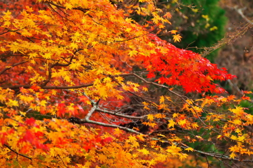 京都　永観堂の紅葉3_a0263109_13503779.jpg