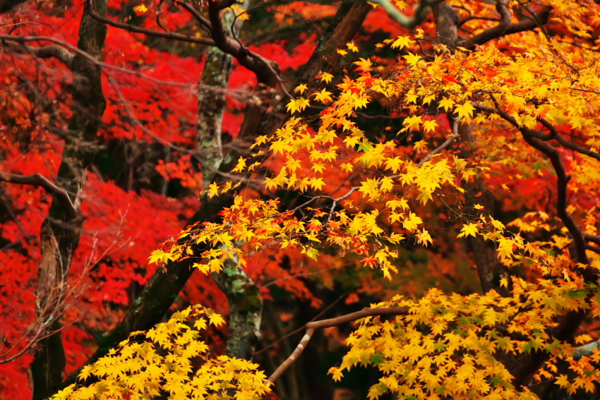 京都　永観堂の紅葉3_a0263109_13503781.jpg