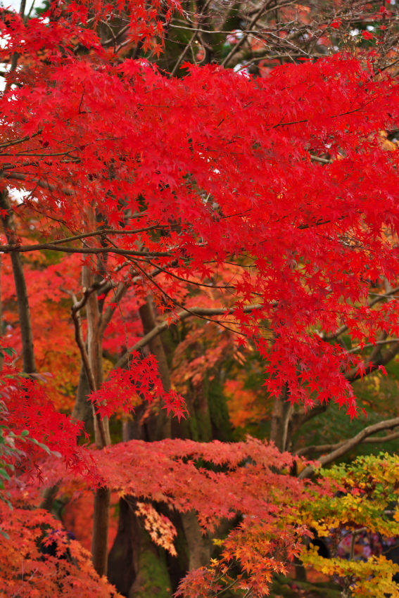 京都　永観堂の紅葉3_a0263109_13503869.jpg