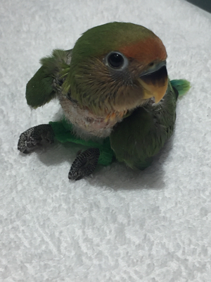 ペットが 八重桜インコ 北の大地のうつわ 創生窯 岡田浩明の器 陶芸blog ペットが 八重桜インコ 北の大地のうつわ 創生窯 岡田浩明の器 陶芸blog