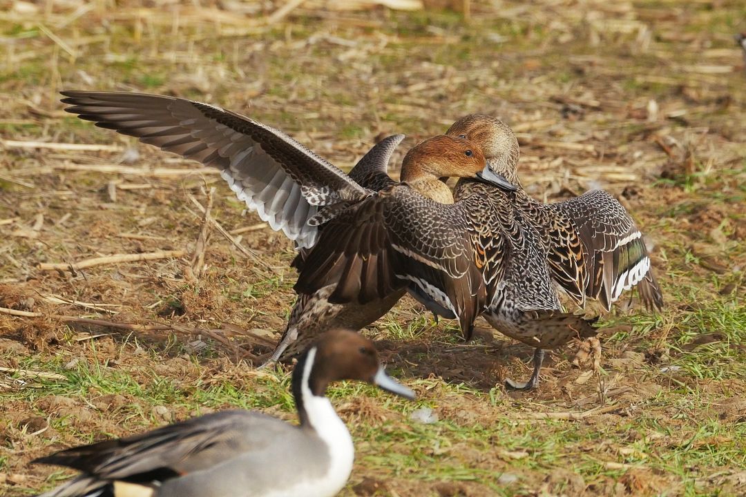 オナガガモの大喧嘩! カワイイ目と、翼がネ、恰好イイので見て下さい♪_a0031821_2022098.jpg