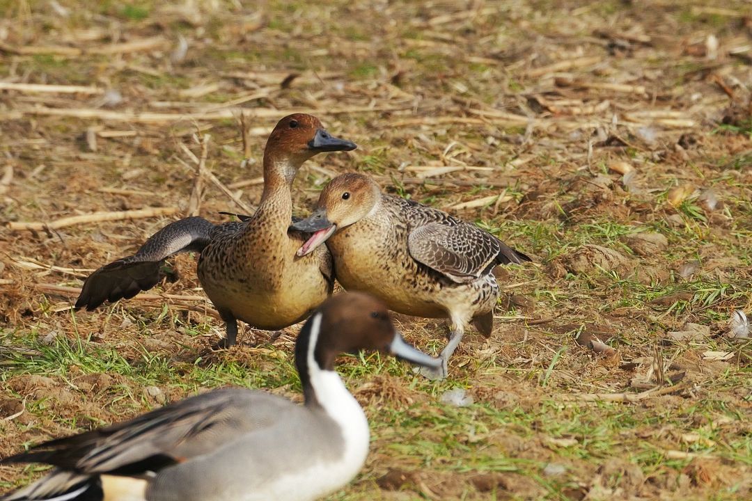 オナガガモの大喧嘩! カワイイ目と、翼がネ、恰好イイので見て下さい♪_a0031821_2045635.jpg
