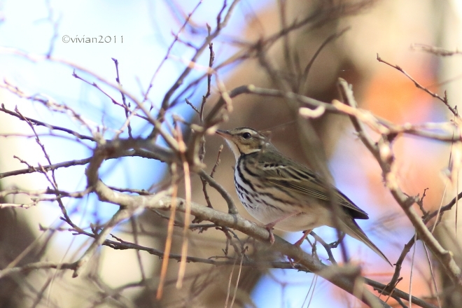 野鳥達に会いに ~鬼怒グリーンパーク宝積寺エリア~_e0227942_21045899.jpg