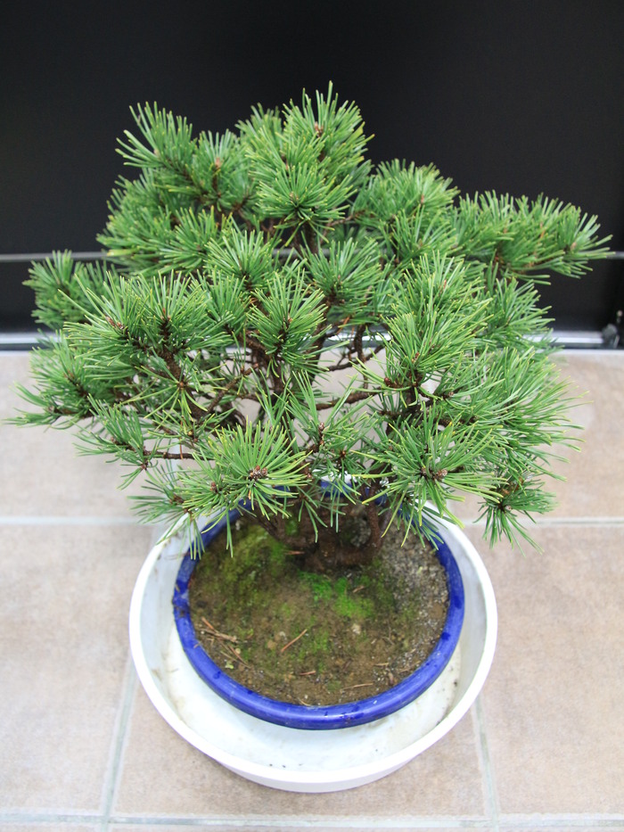 モンタナマツ モンタナ這松 Pinus mugo 販売 画像 写真 価格 値段 庭木