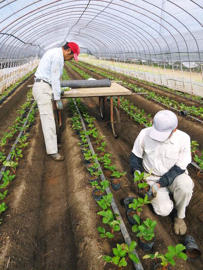 熊本産高級イチゴ『完熟紅ほっぺ』 完熟の美味さ!朝採りの新鮮さ!のイチゴを大好評発売中!_a0254656_18211199.jpg
