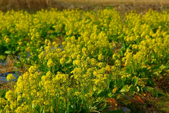 季節外れの菜の花が～_d0041158_18164111.jpg