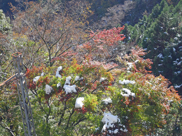 ２０１６年の紅葉を惜しむ（１）大山阿夫利神社と大山寺_c0014967_35175.jpg