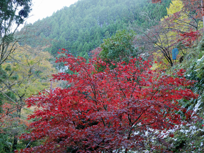 ２０１６年の紅葉を惜しむ（１）大山阿夫利神社と大山寺_c0014967_6171784.jpg