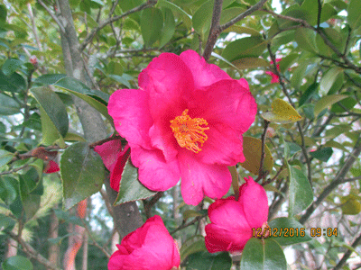 f0140773_10182146.gif