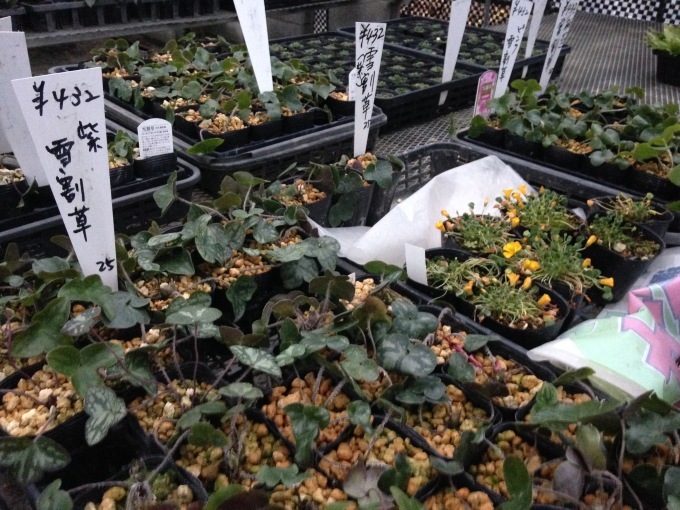 今年最後の植栽工事_b0167282_23402033.jpg