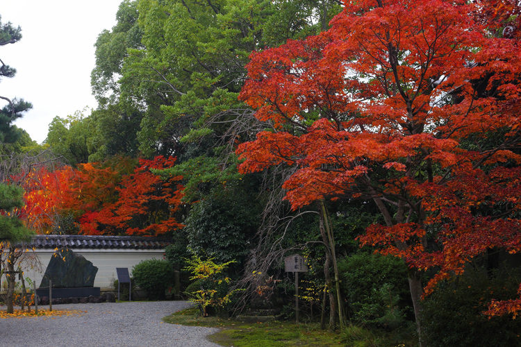 廬山寺_e0051888_21265391.jpg