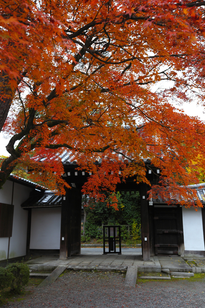 廬山寺_e0051888_21293198.jpg