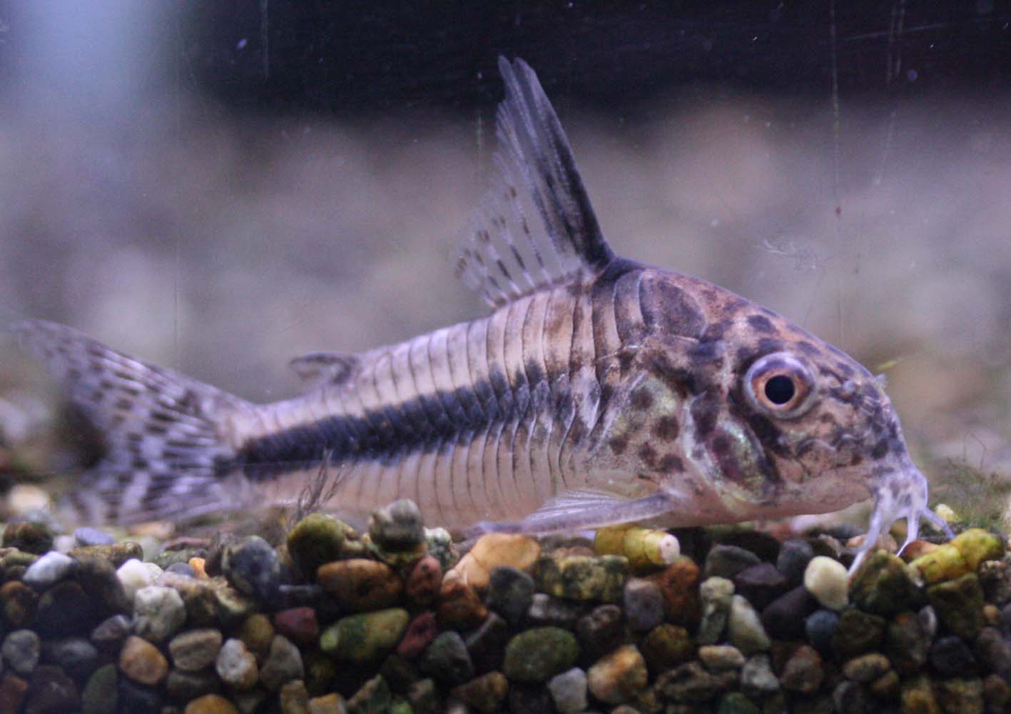 スリナム産コリドラス入荷 ビーボックスアクアリウム 熱帯魚情報 スリナム産コリドラス入荷 ビーボックスアクアリウム 熱帯魚情報
