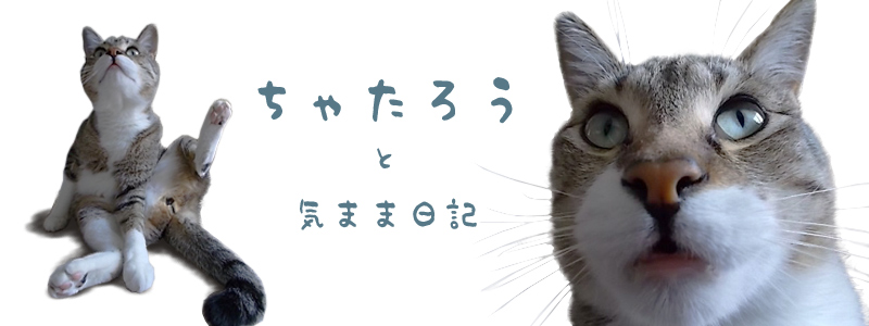 ちゃたろうスキン_f0316507_15283485.png