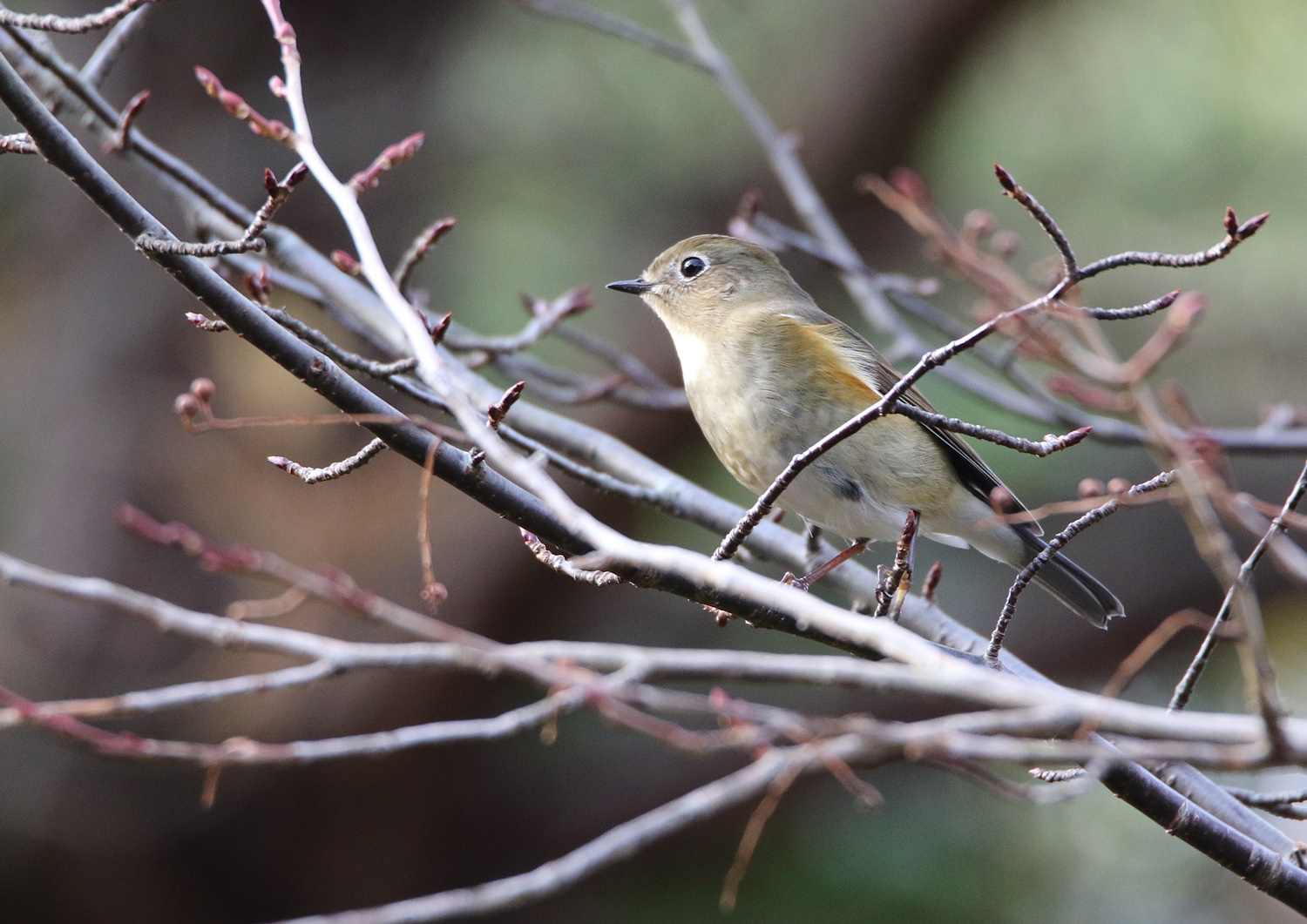 冬鳥とクリスマス・イルミネーション in 水分峡森林公園_f0310221_21371673.jpg