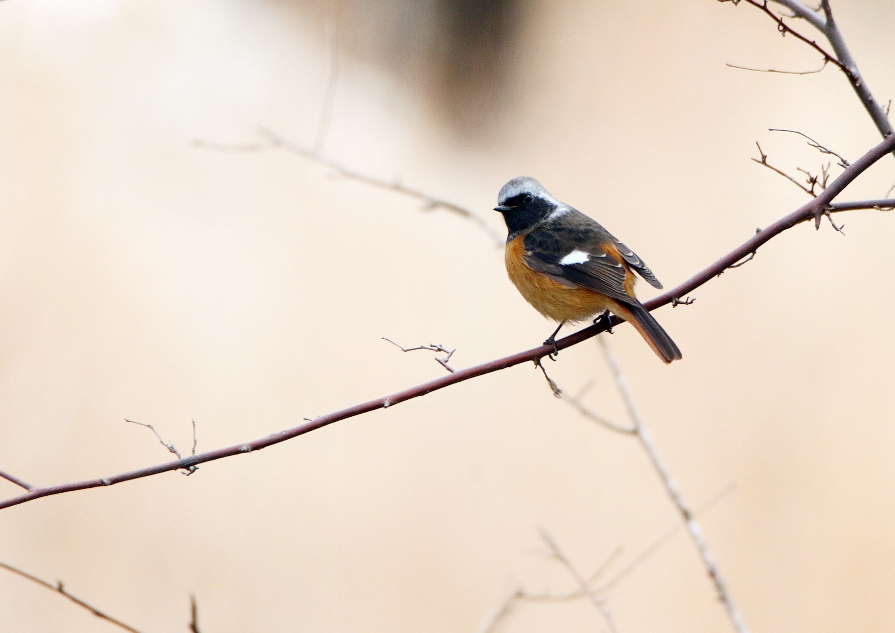 冬鳥とクリスマス・イルミネーション in 水分峡森林公園_f0310221_21373485.jpg