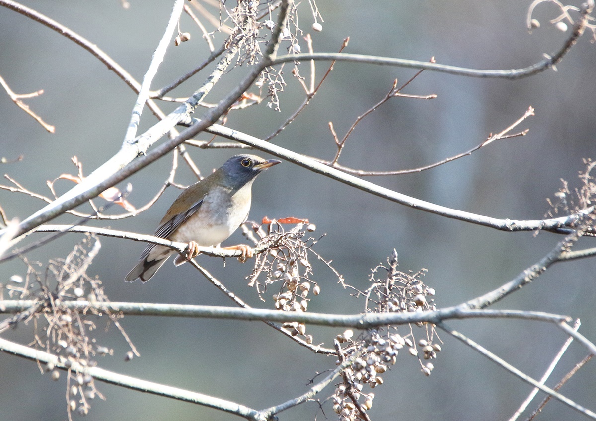 冬鳥とクリスマス・イルミネーション in 水分峡森林公園_f0310221_21394744.jpg