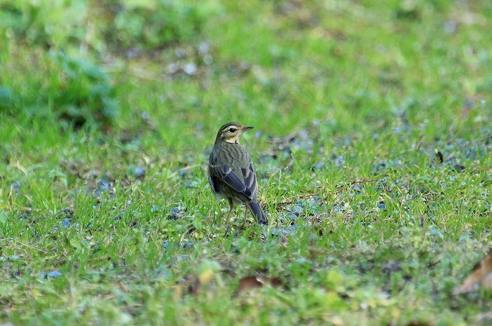 カイツブリ_f0327034_20565273.jpg