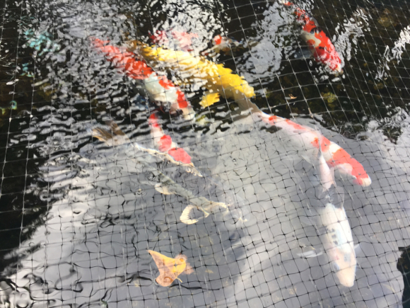 うれしい知らせ_f0290135_10250035.jpg