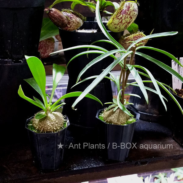 きゃわいいアリ植物が入荷 ビーボックスアクアリウム ビバリウム 熱帯植物情報