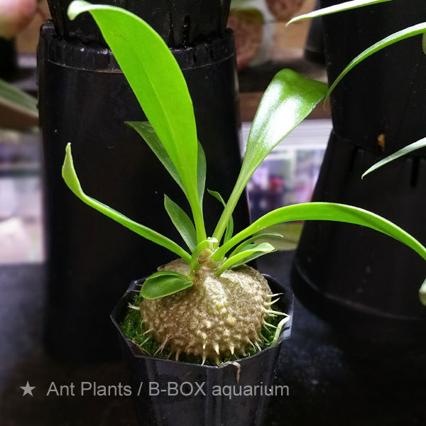 きゃわいいアリ植物が入荷 ビーボックスアクアリウム ビバリウム 熱帯植物情報
