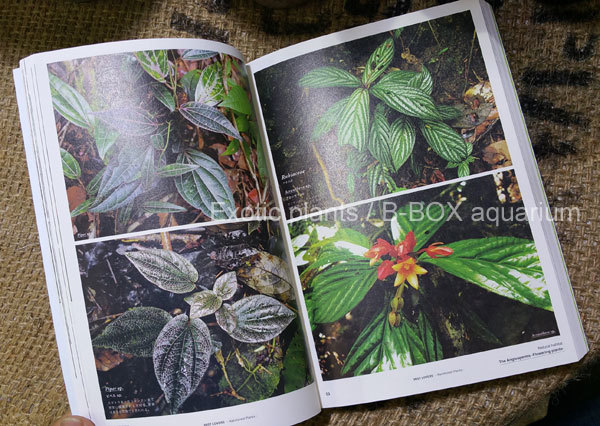 MIST LOVERS -Rainforest Plants- ミストラバーズという熱帯雨林