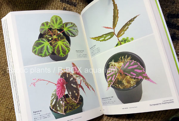 MIST LOVERS -Rainforest Plants- ミストラバーズという熱帯雨林