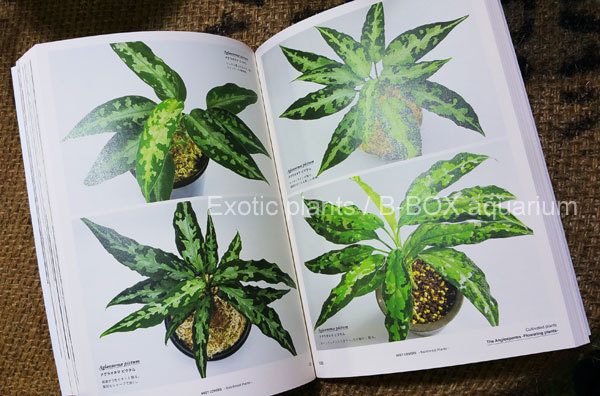 MIST LOVERS -Rainforest Plants- ミストラバーズという熱帯雨林 MIST LOVERS -Rainforest Plants- ミストラバーズという熱帯雨林