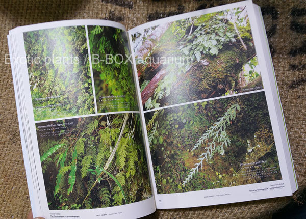 MIST LOVERS -Rainforest Plants- ミストラバーズという熱帯雨林