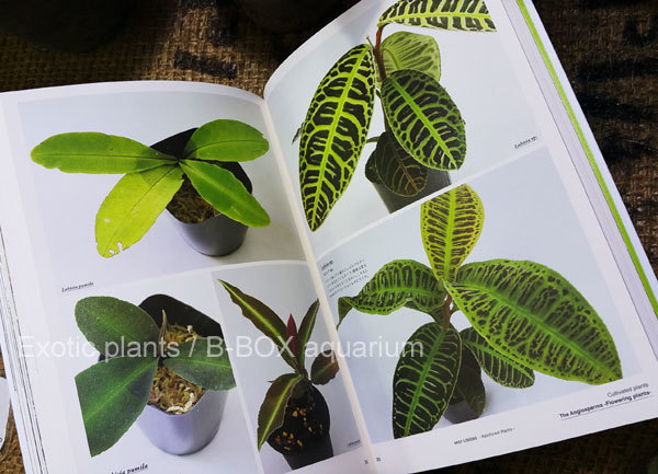 MIST LOVERS -Rainforest Plants- ミストラバーズという熱帯雨林 MIST LOVERS -Rainforest Plants- ミストラバーズという熱帯雨林