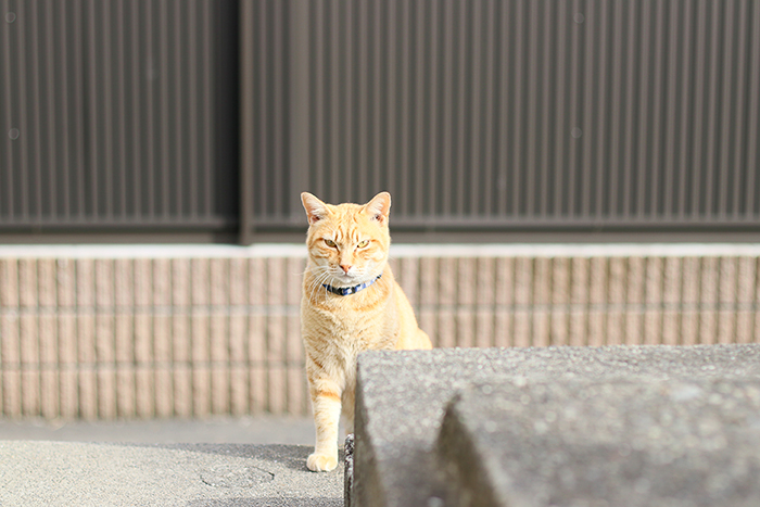 江ノ島の猫たち…。_b0049843_1031883.jpg