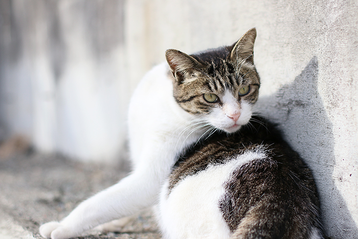 江ノ島の猫たち…。_b0049843_1033144.jpg