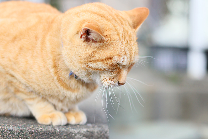 江ノ島の猫たち…。_b0049843_1033792.jpg