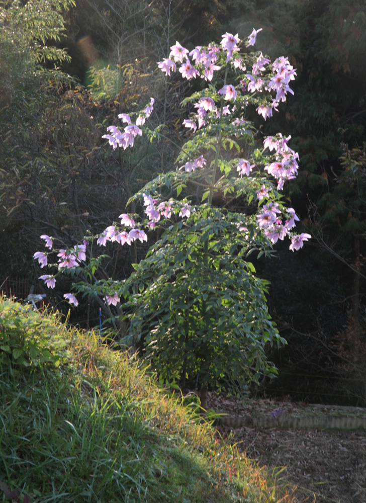 大阪　千早赤阪村　皇帝ダリア_c0108146_20415450.jpg