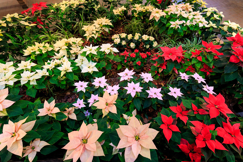 ポインセチア展（京都府立植物園）_f0155048_2218065.jpg