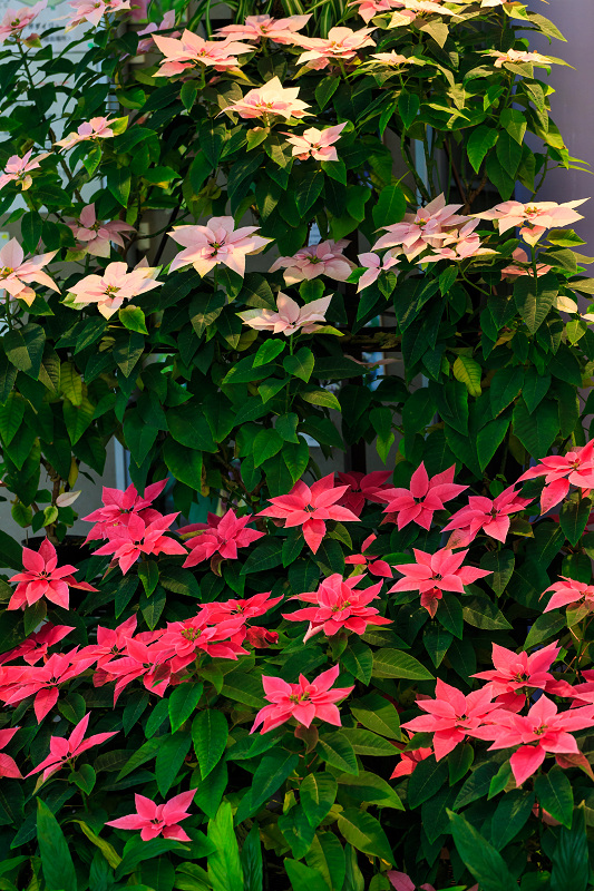 ポインセチア展（京都府立植物園）_f0155048_2221968.jpg