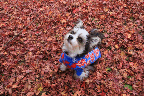 c0145250_17253001.gif